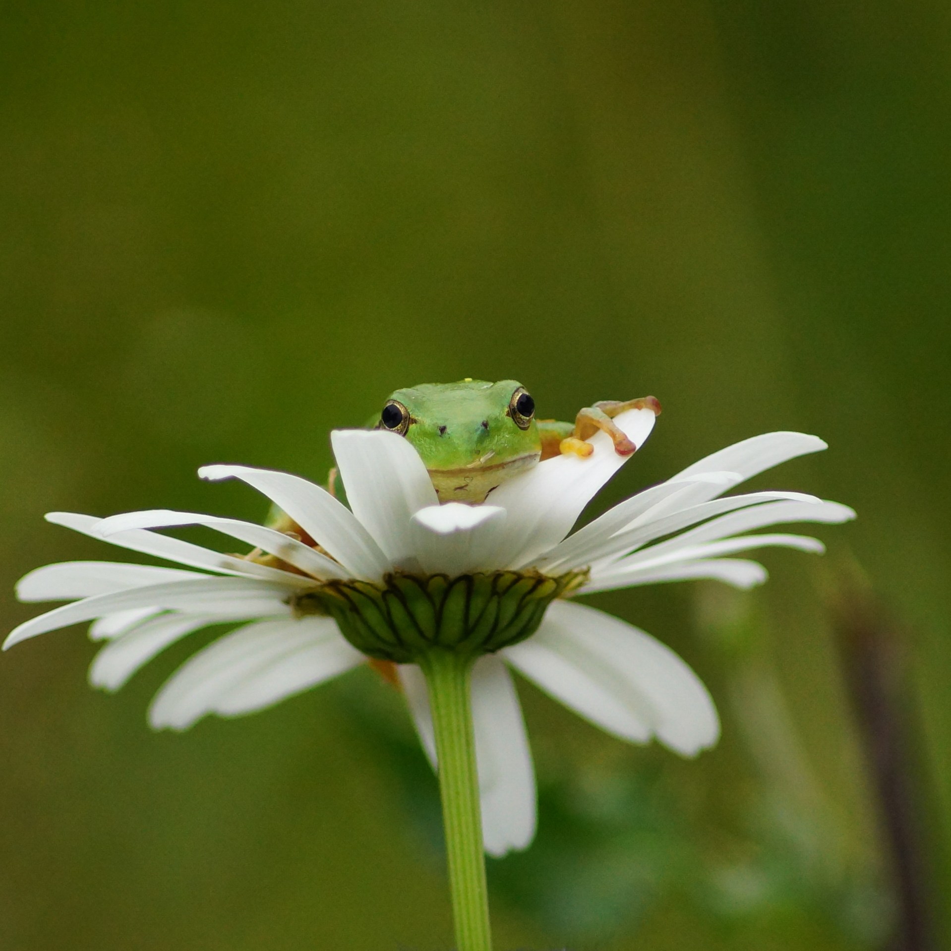 1. Jane Lindbladh - Tittut